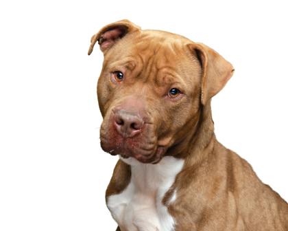 Enlarge Hercules, a Adoptable mixed breed in Mount Holly, NJ image 3/3
