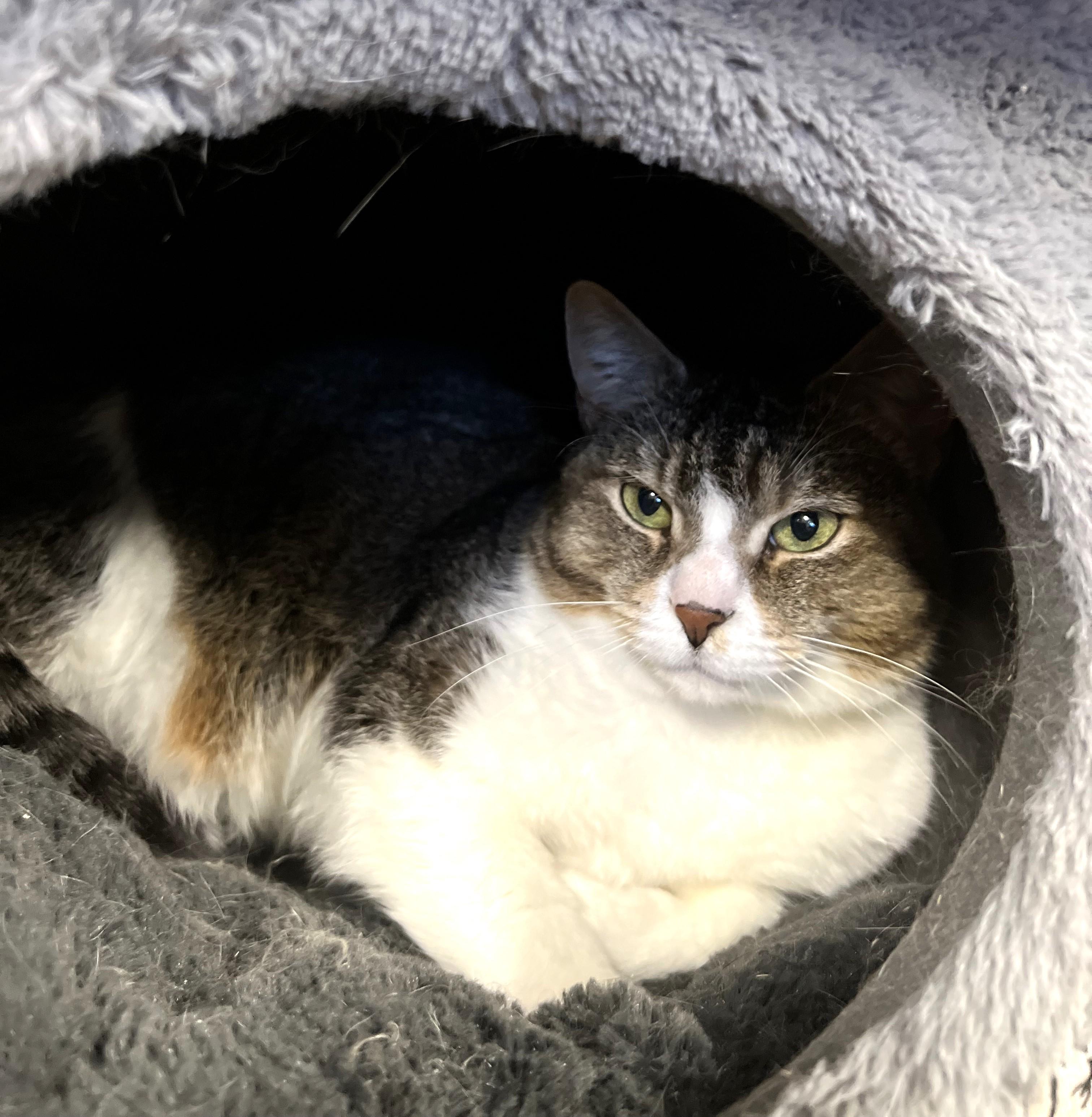 Eevee, a Adoptable Domestic Short Hair in Holland, MI image 4/4