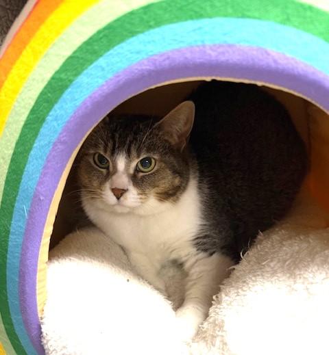 Eevee, a Adoptable Domestic Short Hair in Holland, MI image 2/4