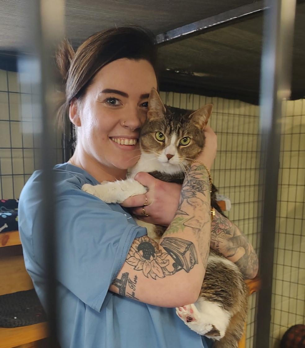 Eevee, a Adoptable Domestic Short Hair in Holland, MI image 3/4