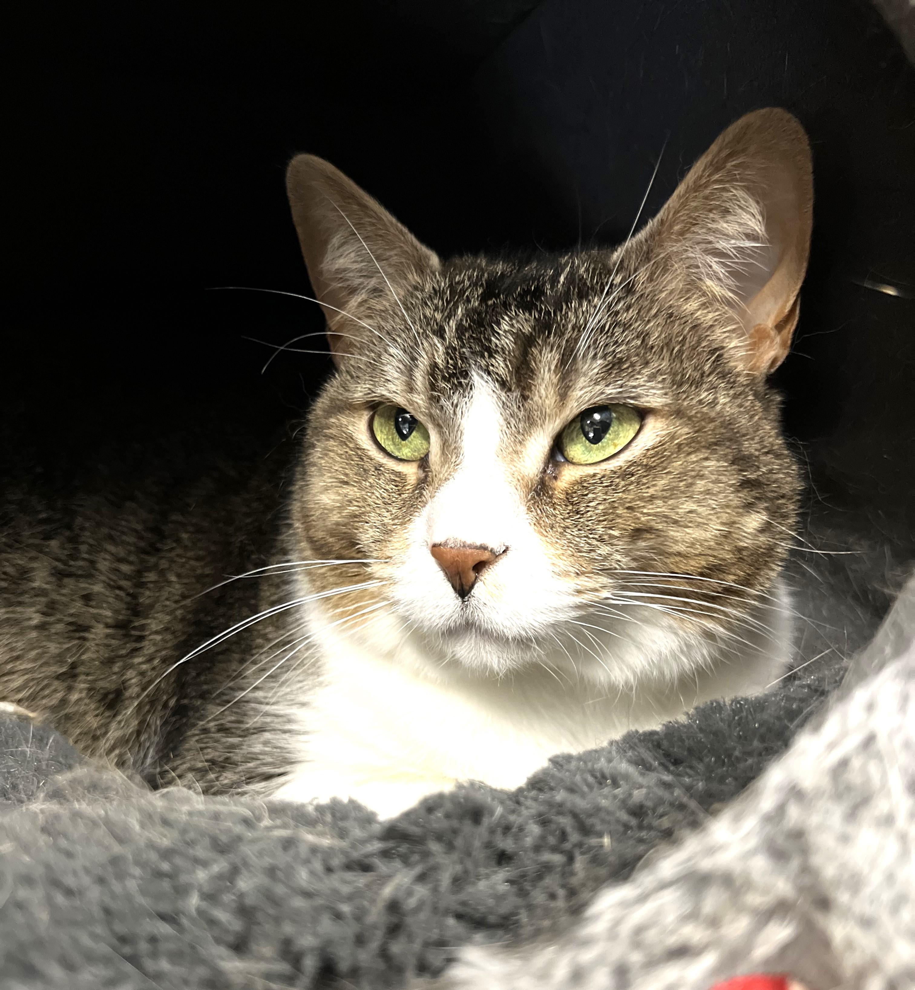 Eevee, a Adoptable Domestic Short Hair in Holland, MI image 1/4