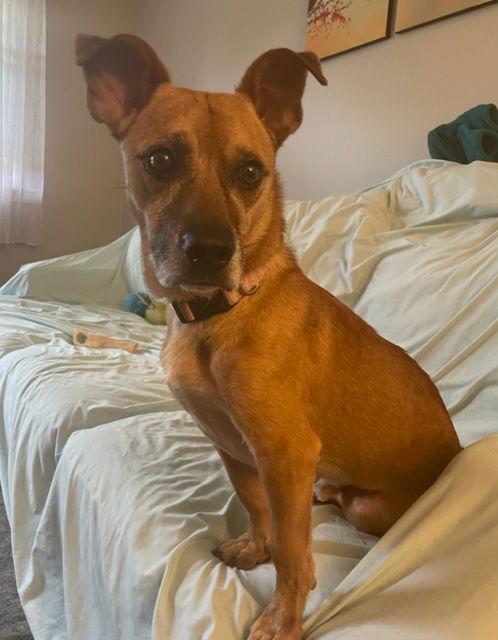 Jack, Adoptable, Adult Male Jack Russell Terrier & Terrier.