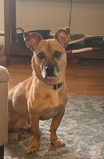 Jack, a Adoptable mixed breed in Doylestown, PA image 2/6