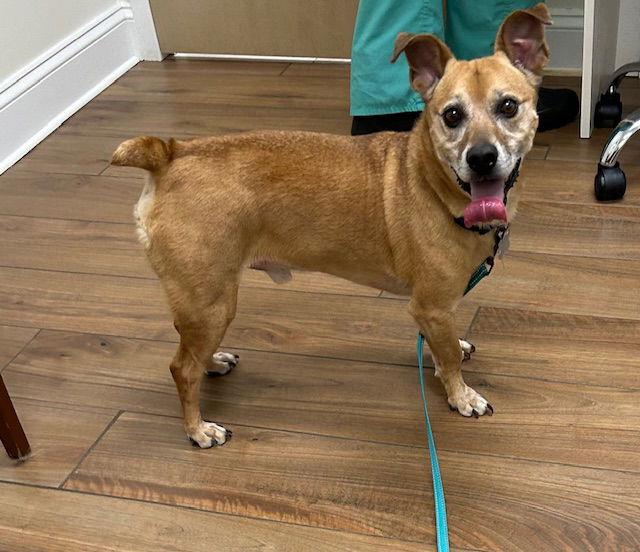 Enlarge Jack, a Adoptable mixed breed in Doylestown, PA image 2/6