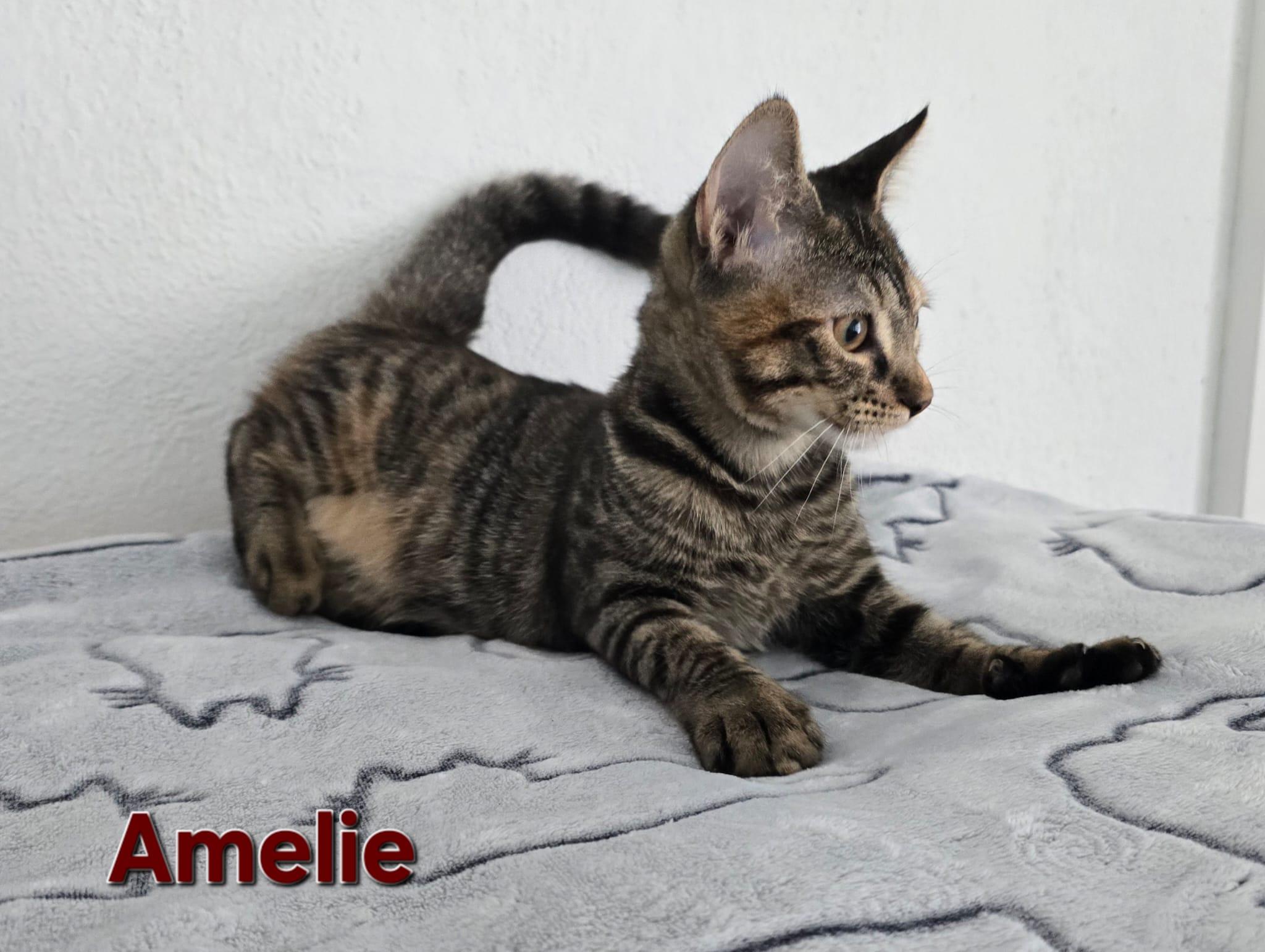 Enlarge Amelie, a Adoptable American Shorthair in Jupiter, FL image 3/5