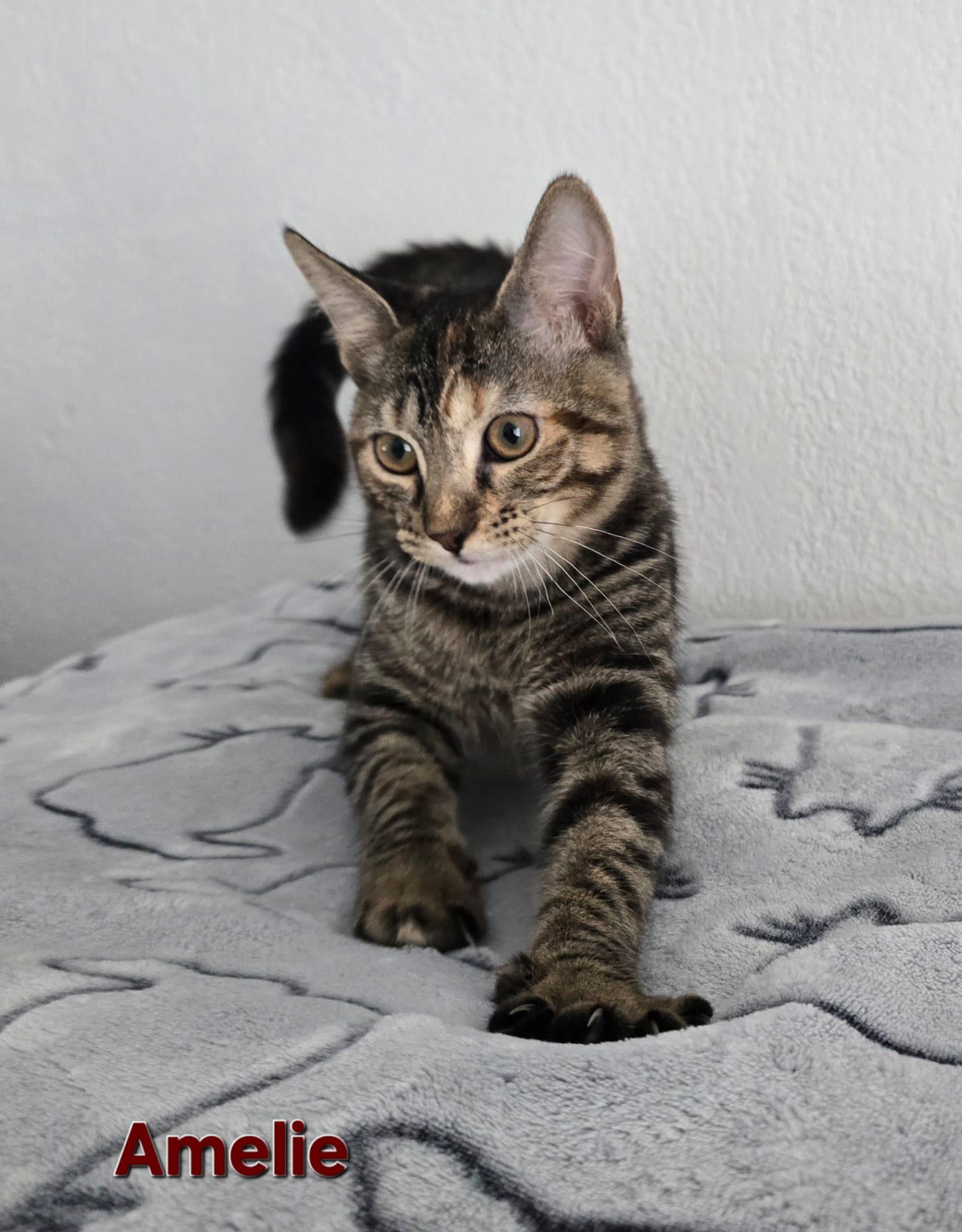 Amelie, Adoptable, Young Female American Shorthair.