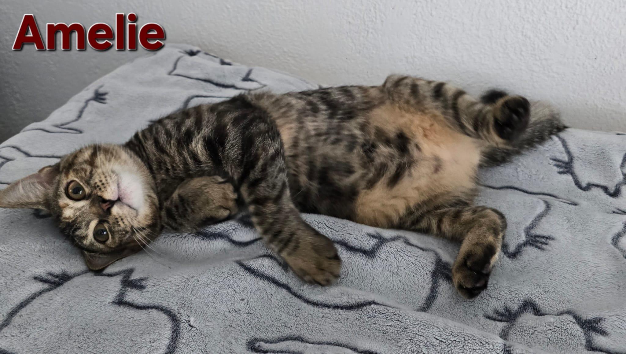 Enlarge Amelie, a Adoptable American Shorthair in Jupiter, FL image 2/5