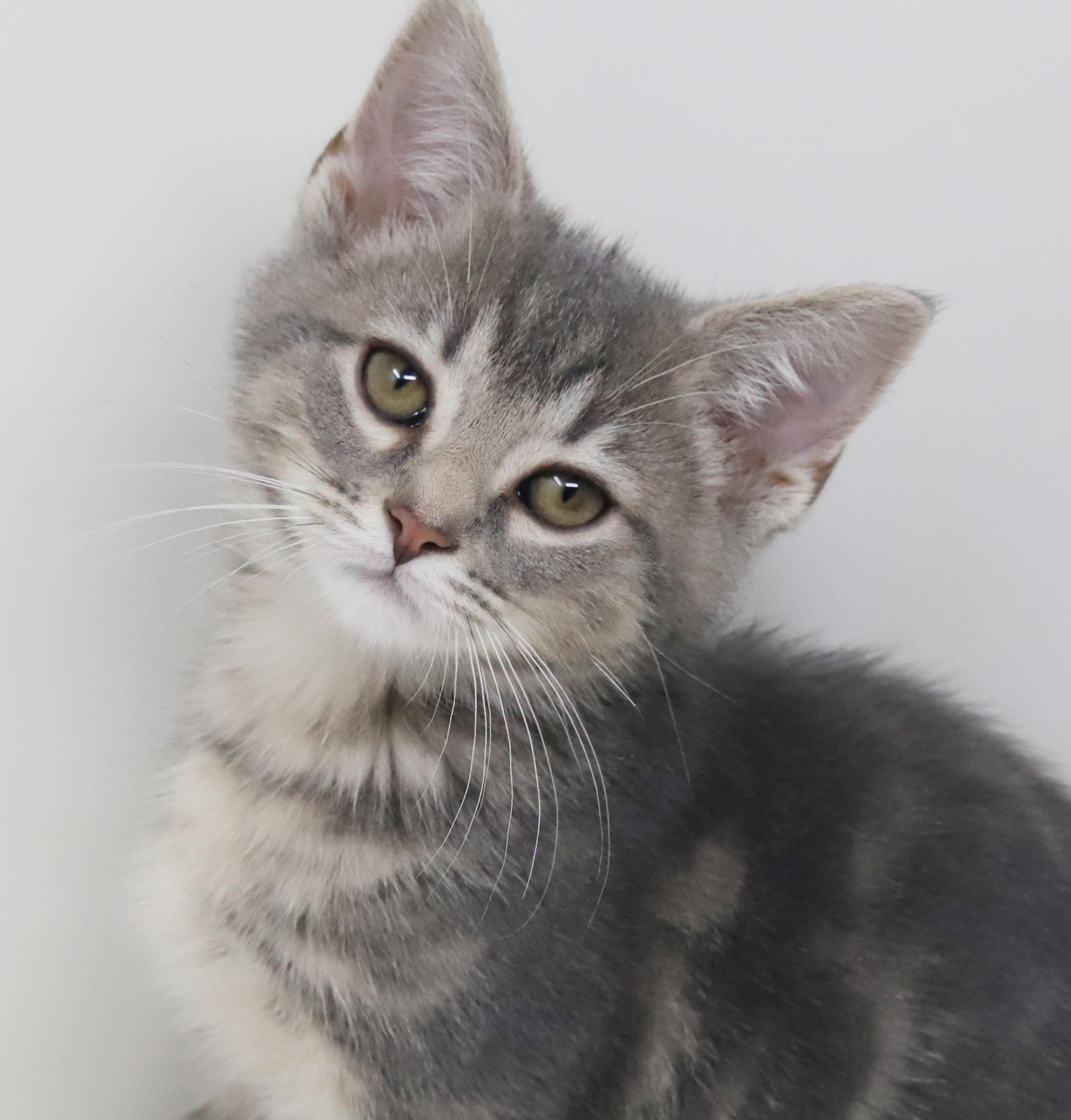 Sunny will make your life shine for sure!   LOVER!!!   , adopted, Kitten Male Silver & Tabby.