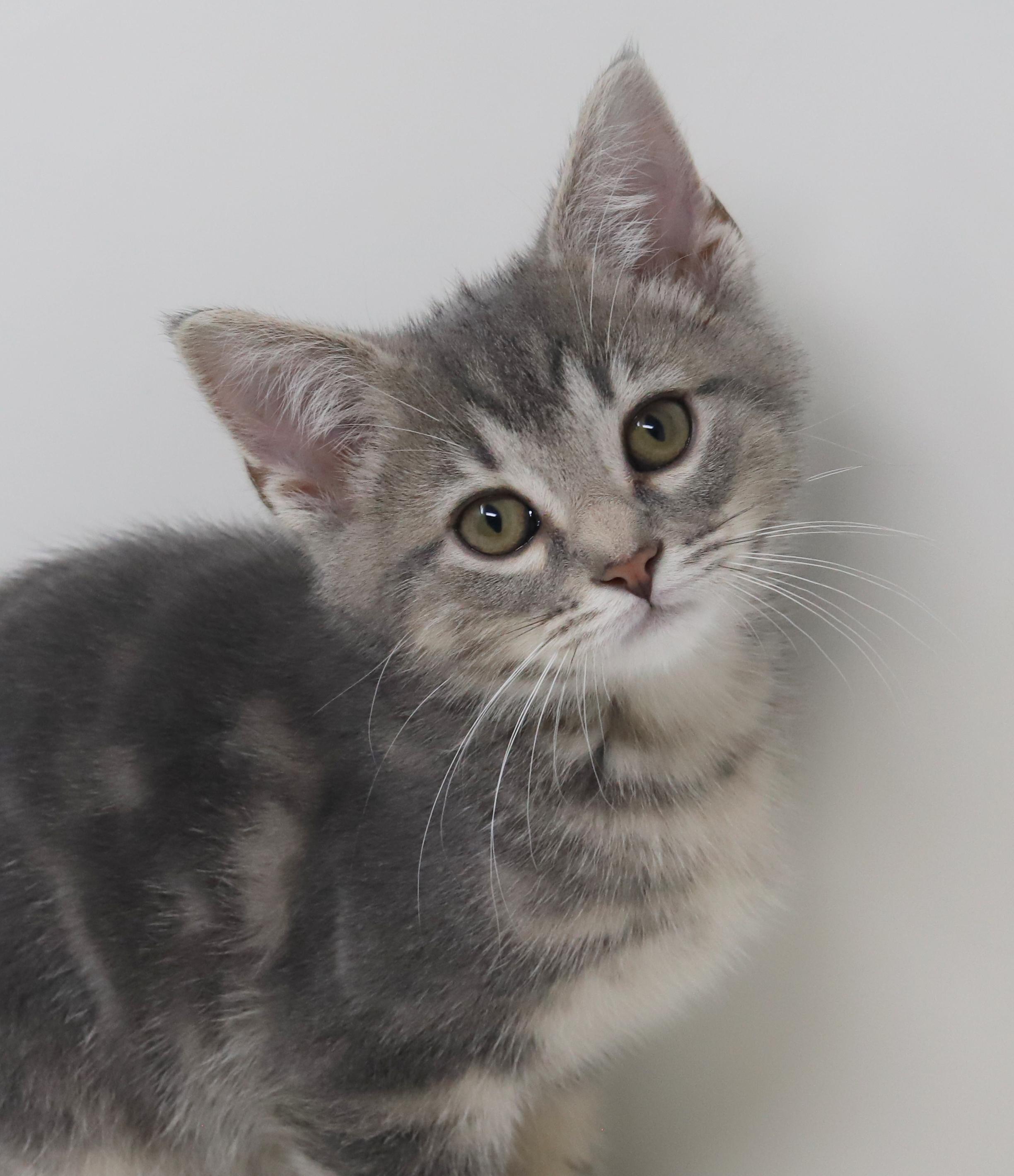 Enlarge Sunny will make your life shine for sure!   LOVER!!!   , an adopted mixed breed in Bedford Hills, NY image 5/6