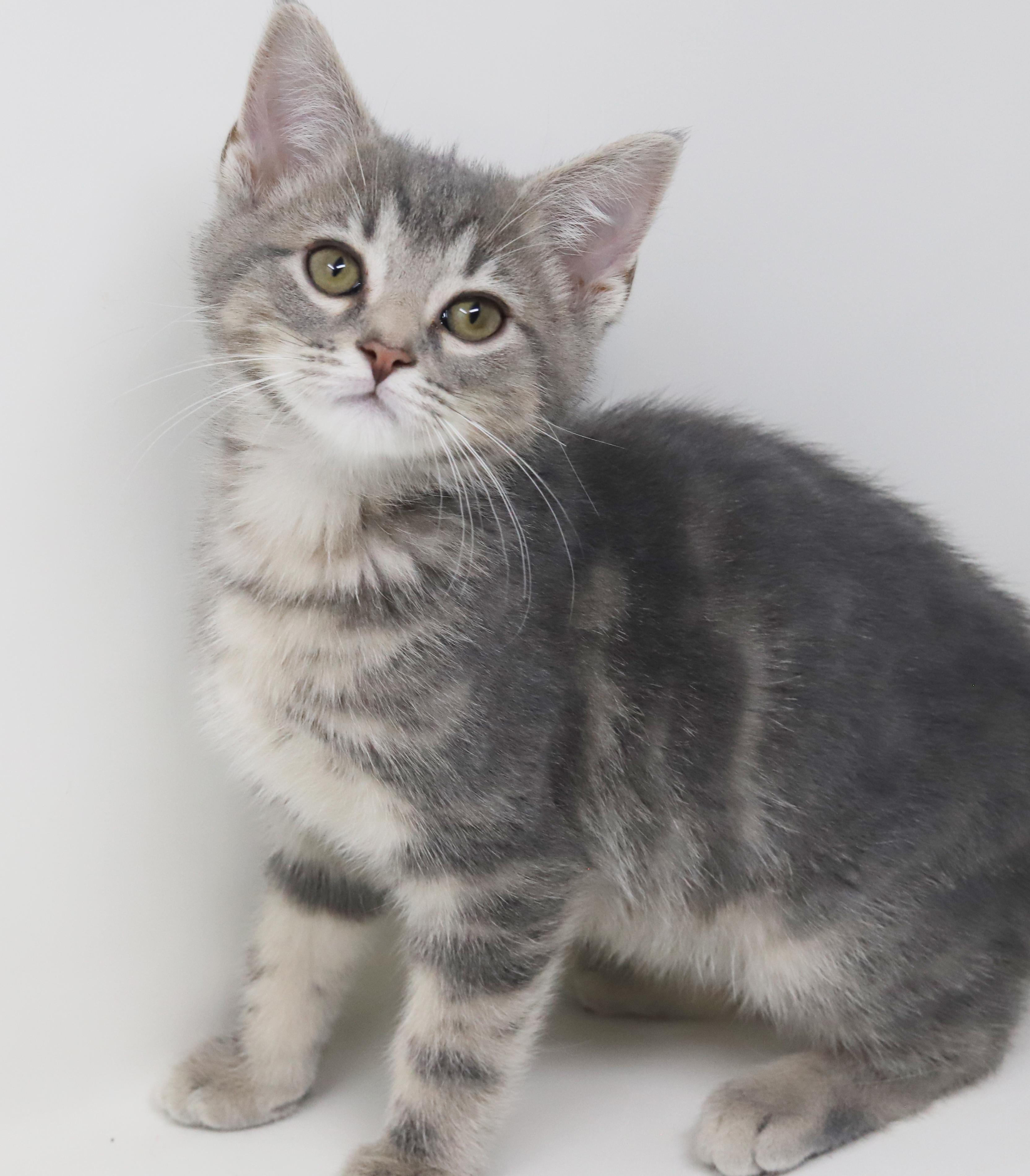 Enlarge Sunny will make your life shine for sure!   LOVER!!!   , an adopted mixed breed in Bedford Hills, NY image 3/6