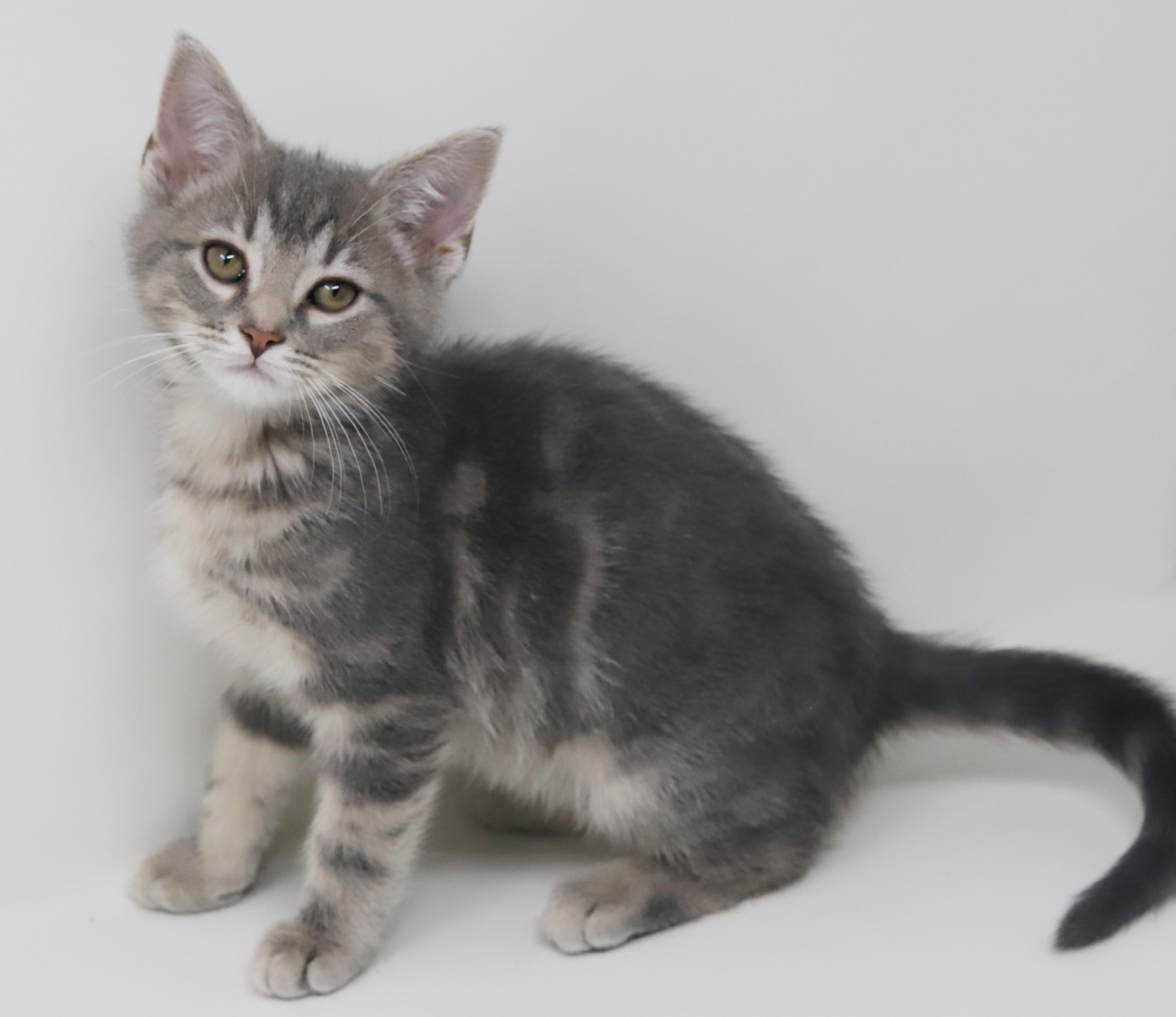 Enlarge Sunny will make your life shine for sure!   LOVER!!!   , an adopted mixed breed in Bedford Hills, NY image 4/6