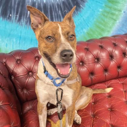 Enlarge Macy, a Adoptable mixed breed in San Francisco, CA image 1/2