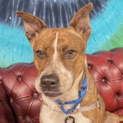 Enlarge Macy, a Adoptable mixed breed in San Francisco, CA image 2/2