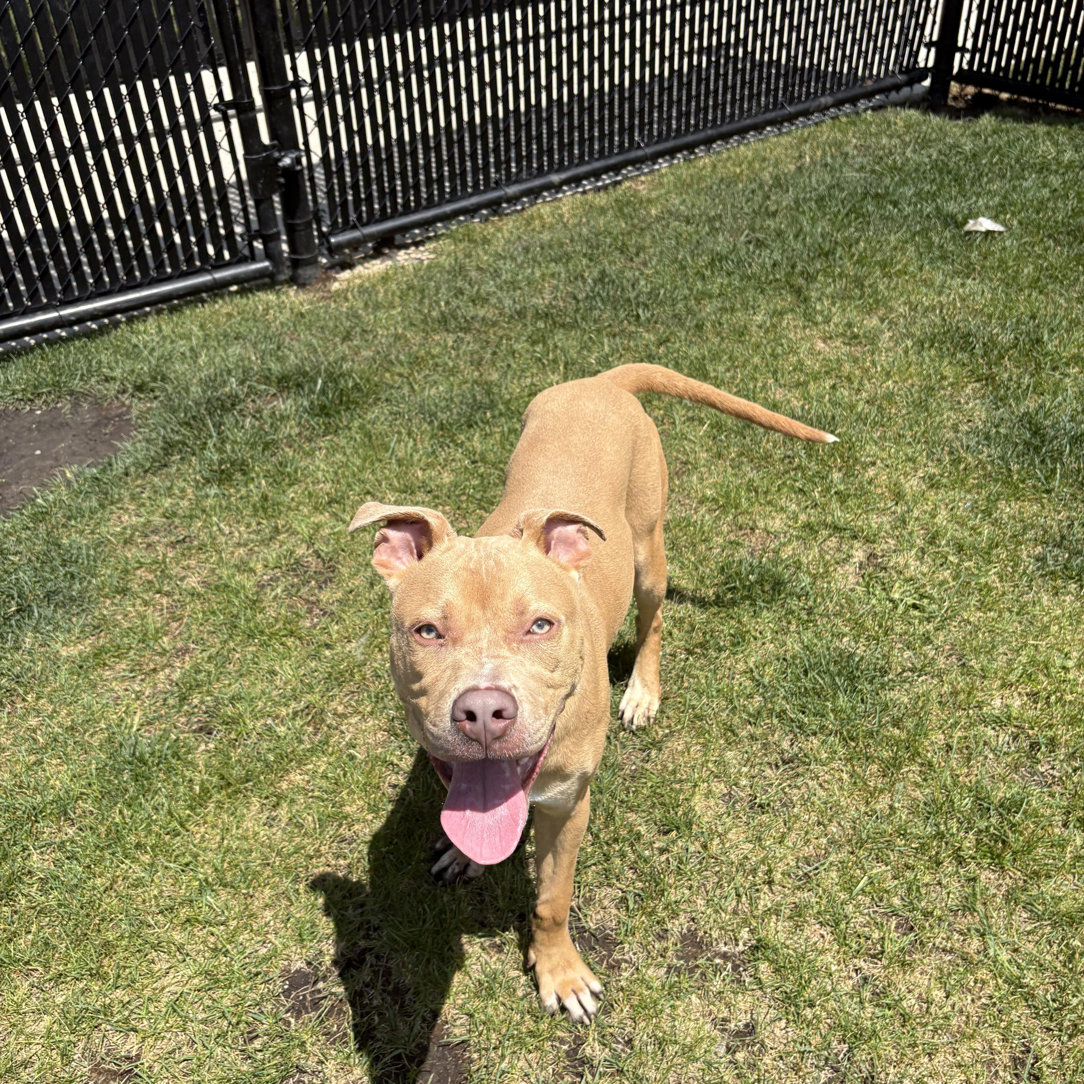 Sully, ADOPTABLE, Puppy Male Pit Bull Terrier.