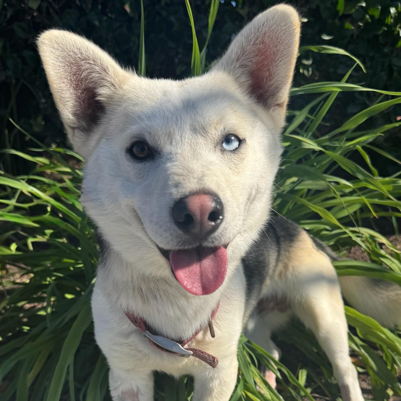 Dexter — thumbnail 2