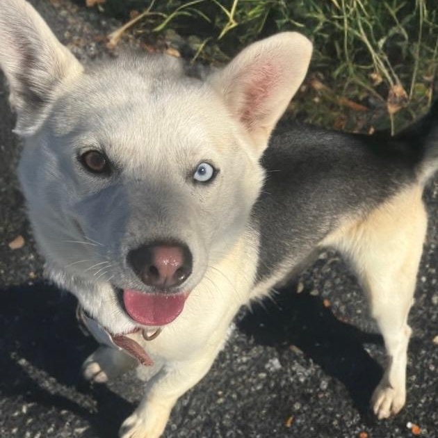 Dexter — thumbnail 3