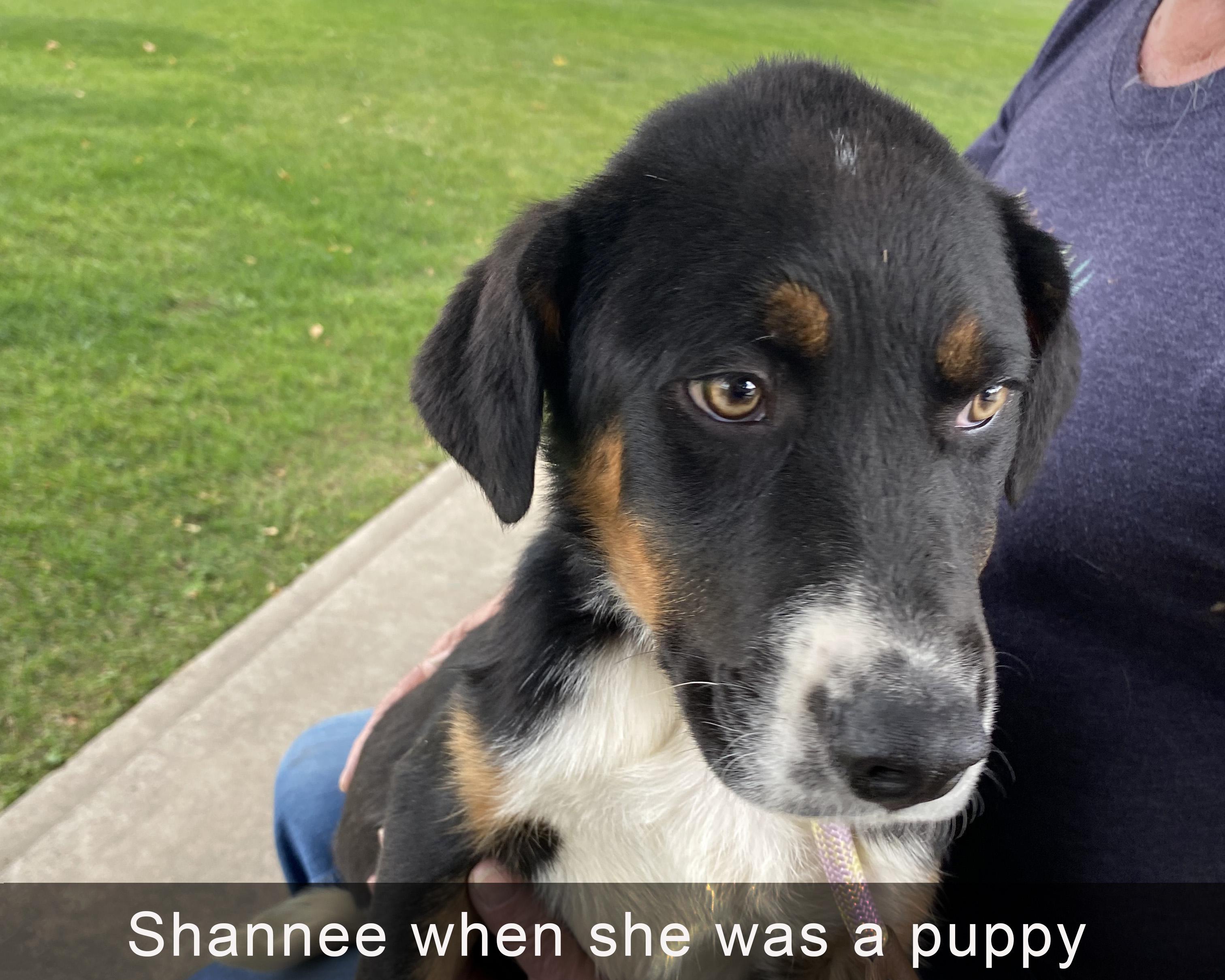 Shannee, a ADOPTABLE mixed breed in Boulder, CO image 5/5