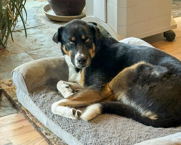 Shannee, a ADOPTABLE mixed breed in Boulder, CO image 1/5