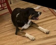 Shannee, a ADOPTABLE mixed breed in Boulder, CO image 4/5