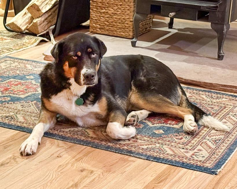Shannee, a ADOPTABLE mixed breed in Boulder, CO image 2/5