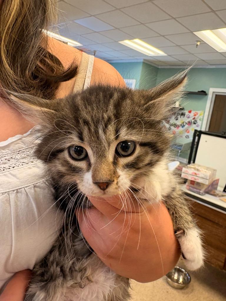 Scoobert, Adopted, Kitten Male Domestic Medium Hair.