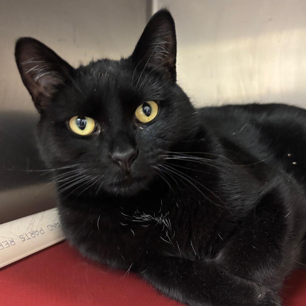 Enlarge Dos, a Adoptable Domestic Short Hair in Chippewa Falls, WI image 1/1