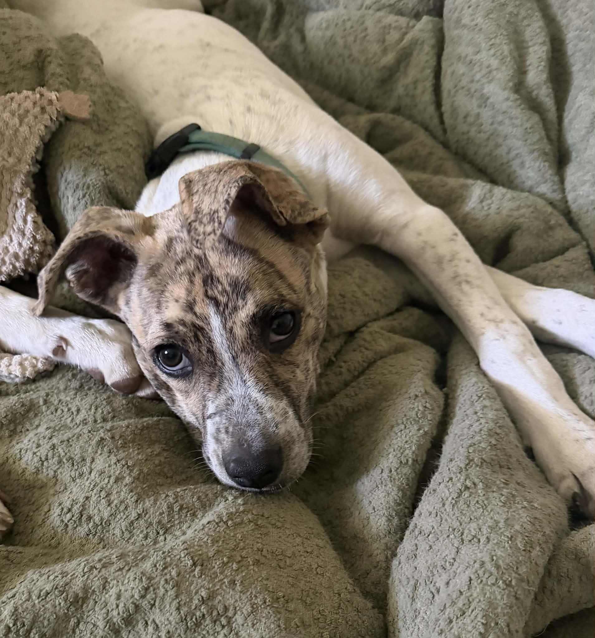 Enlarge Nash, a ADOPTABLE Mixed Breed in East Peoria, IL image 1/6