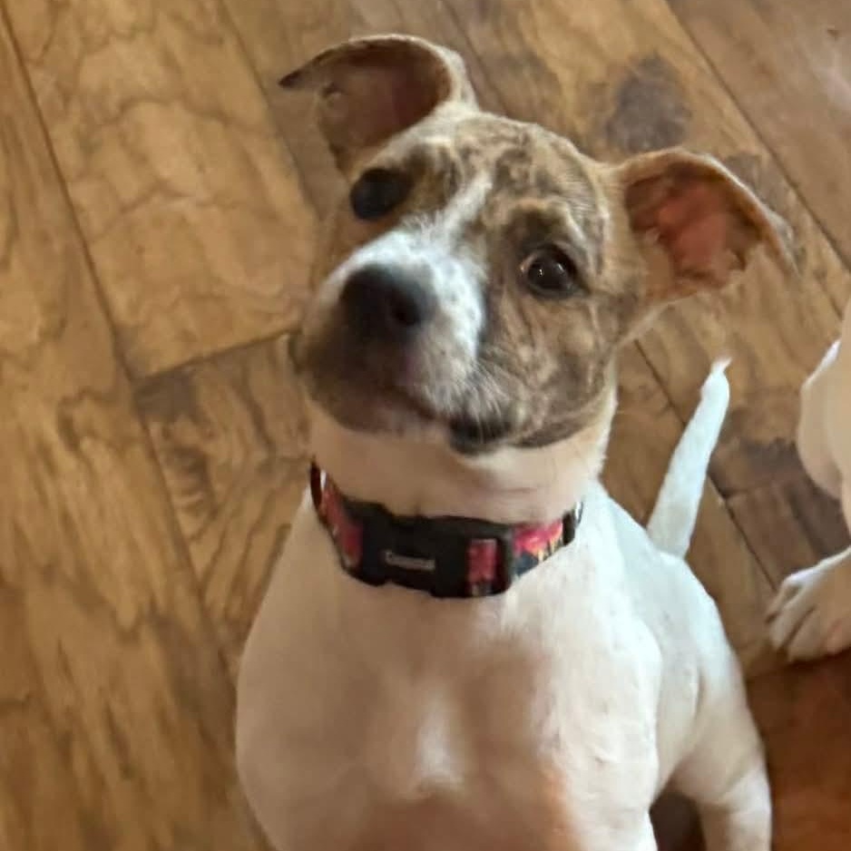 Enlarge Nash, a ADOPTABLE Mixed Breed in East Peoria, IL image 2/6