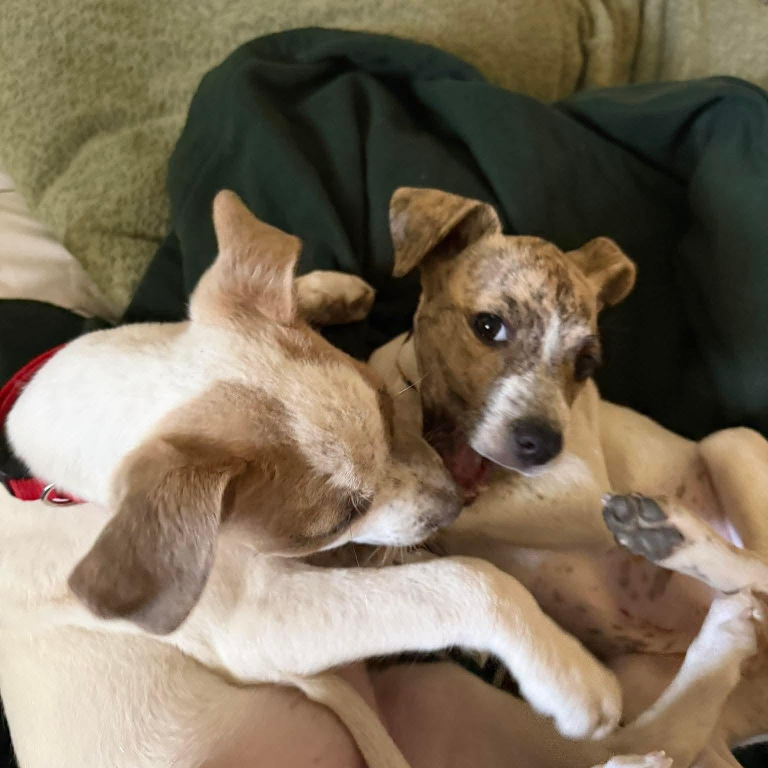 Enlarge Nash, a ADOPTABLE Mixed Breed in East Peoria, IL image 3/6
