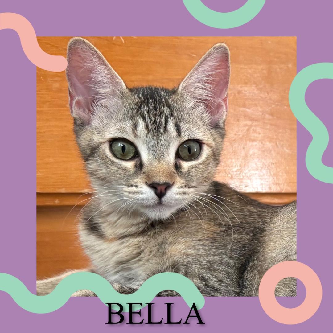 Enlarge Bella, a Adoptable Tabby in Palmdale, CA image 1/1