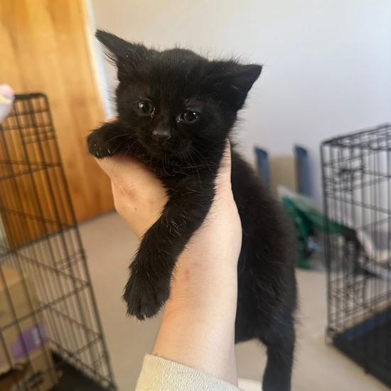 Diamond, Adoptable, Young Female Domestic Short Hair.