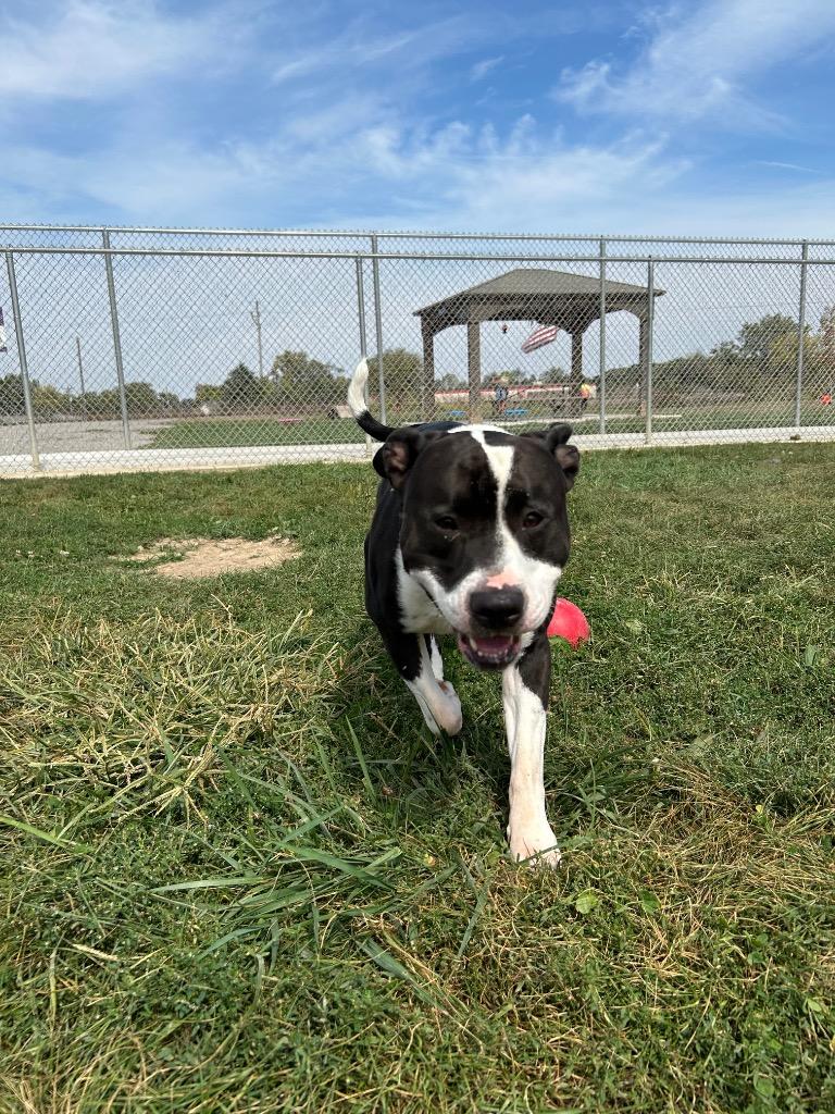 Enlarge Chaos, a Adoptable American Staffordshire Terrier in Pierceton, IN image 1/6
