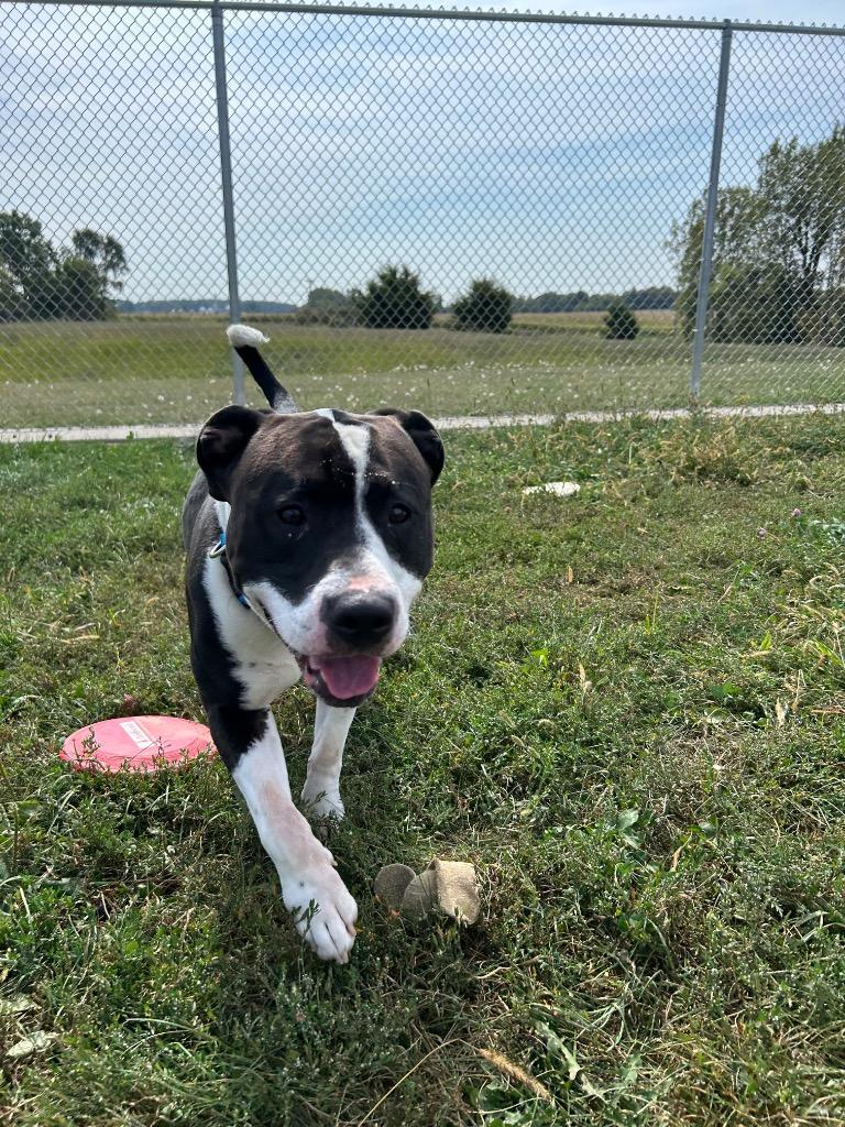 Enlarge Chaos, a Adoptable American Staffordshire Terrier in Pierceton, IN image 3/6