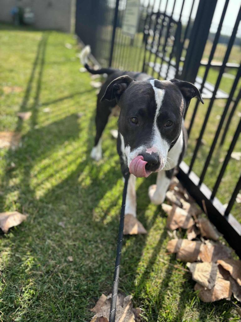 Enlarge Chaos, a Adoptable American Staffordshire Terrier in Pierceton, IN image 4/6