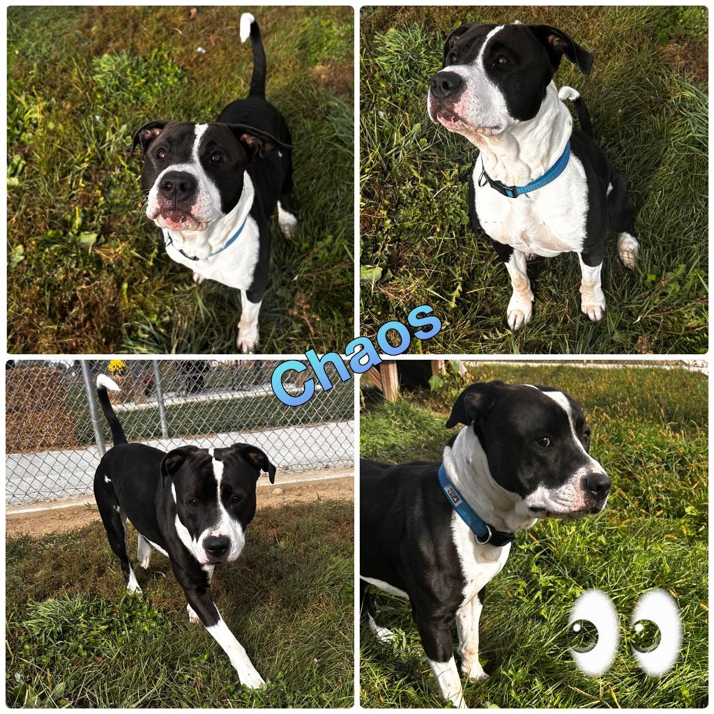 Enlarge Chaos, a Adoptable American Staffordshire Terrier in Pierceton, IN image 5/6
