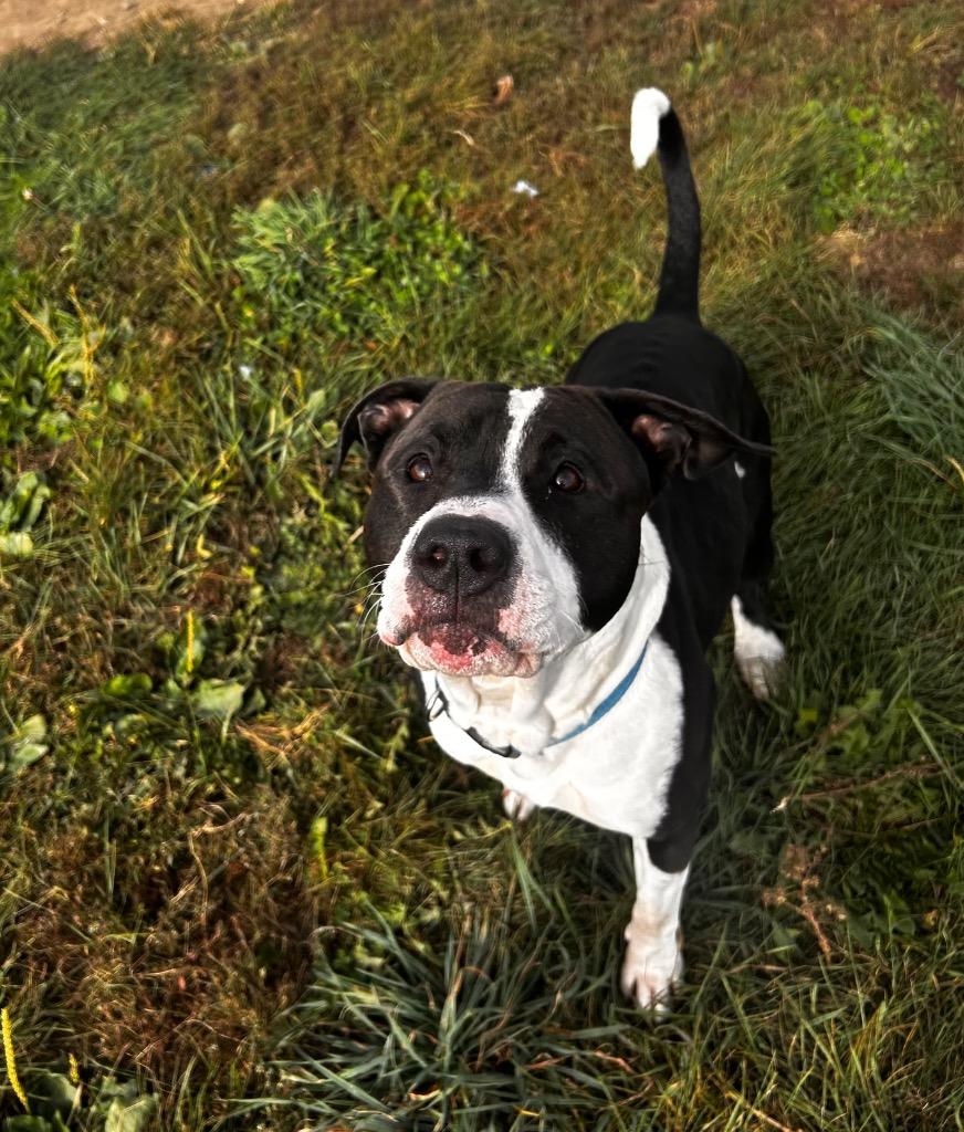 Enlarge Chaos, a Adoptable American Staffordshire Terrier in Pierceton, IN image 6/6