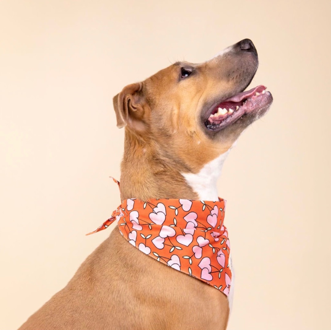 CLEMENTINE, a Adoptable mixed breed in HOUSTON, TX image 1/5