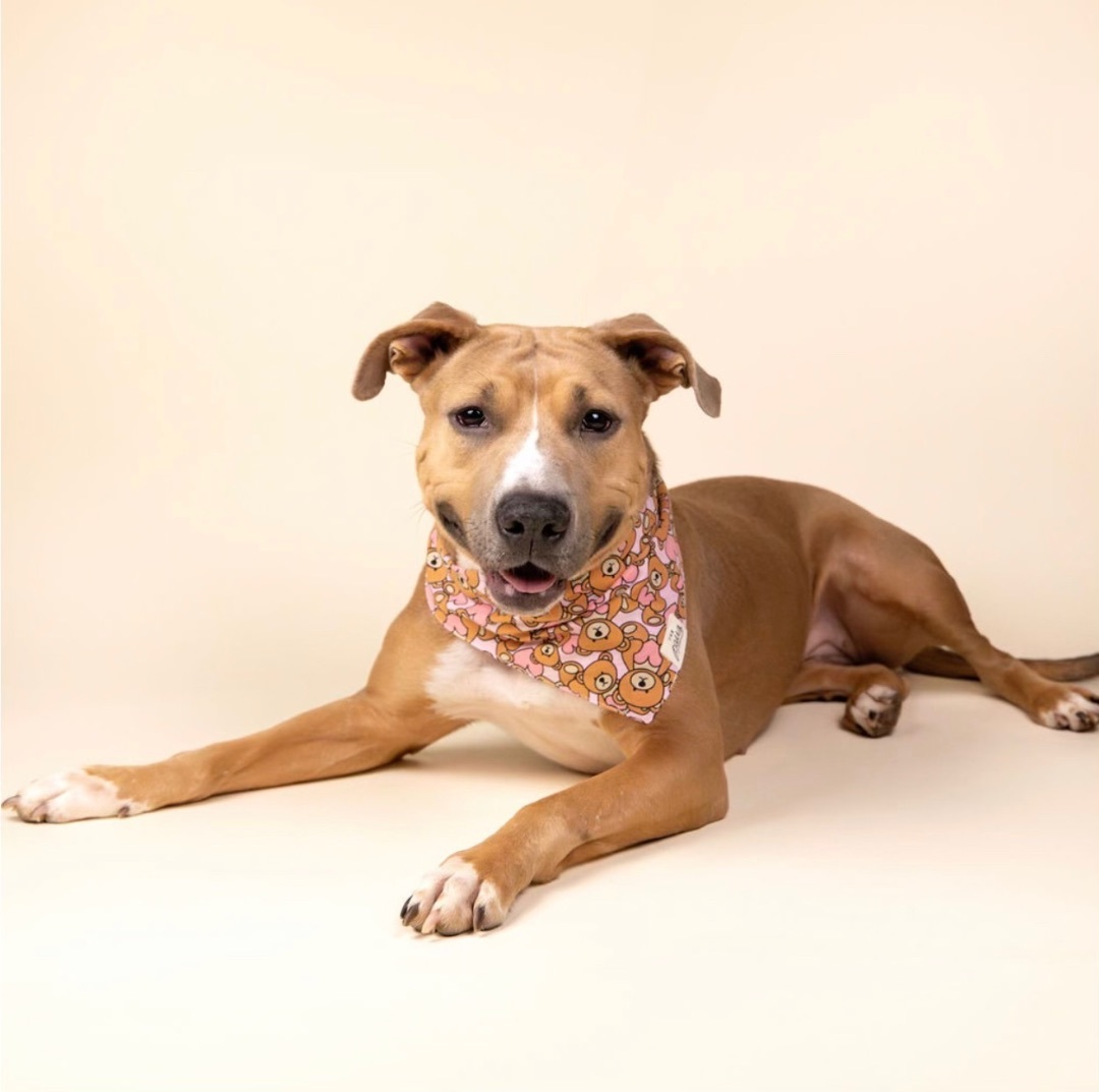 CLEMENTINE, a Adoptable mixed breed in HOUSTON, TX image 2/5