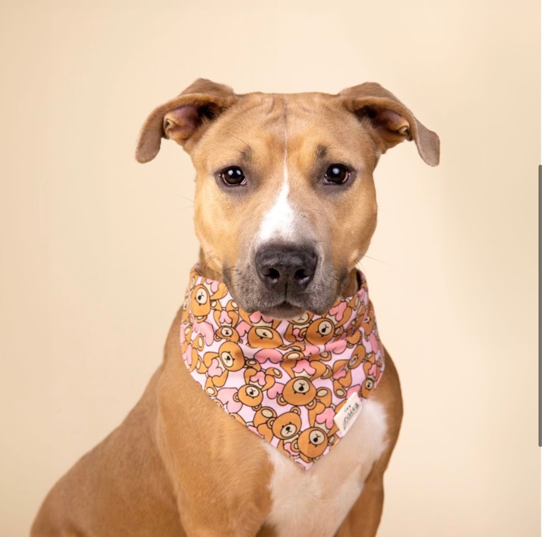 CLEMENTINE, a Adoptable mixed breed in HOUSTON, TX image 4/5