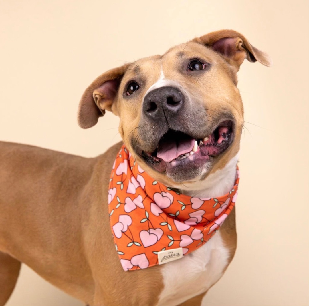 CLEMENTINE, a Adoptable mixed breed in HOUSTON, TX image 5/5