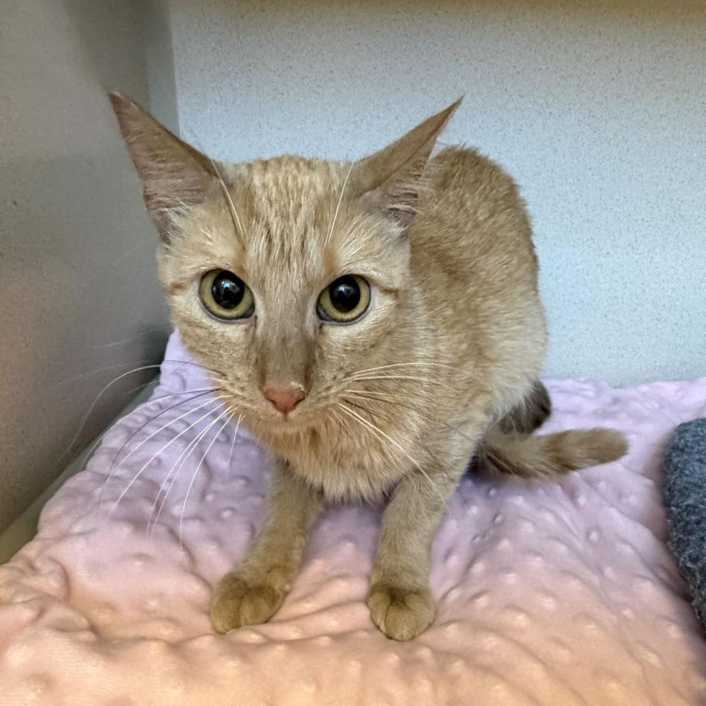 Enlarge Mochi, a Adoptable Domestic Medium Hair in Rifle, CO image 1/1