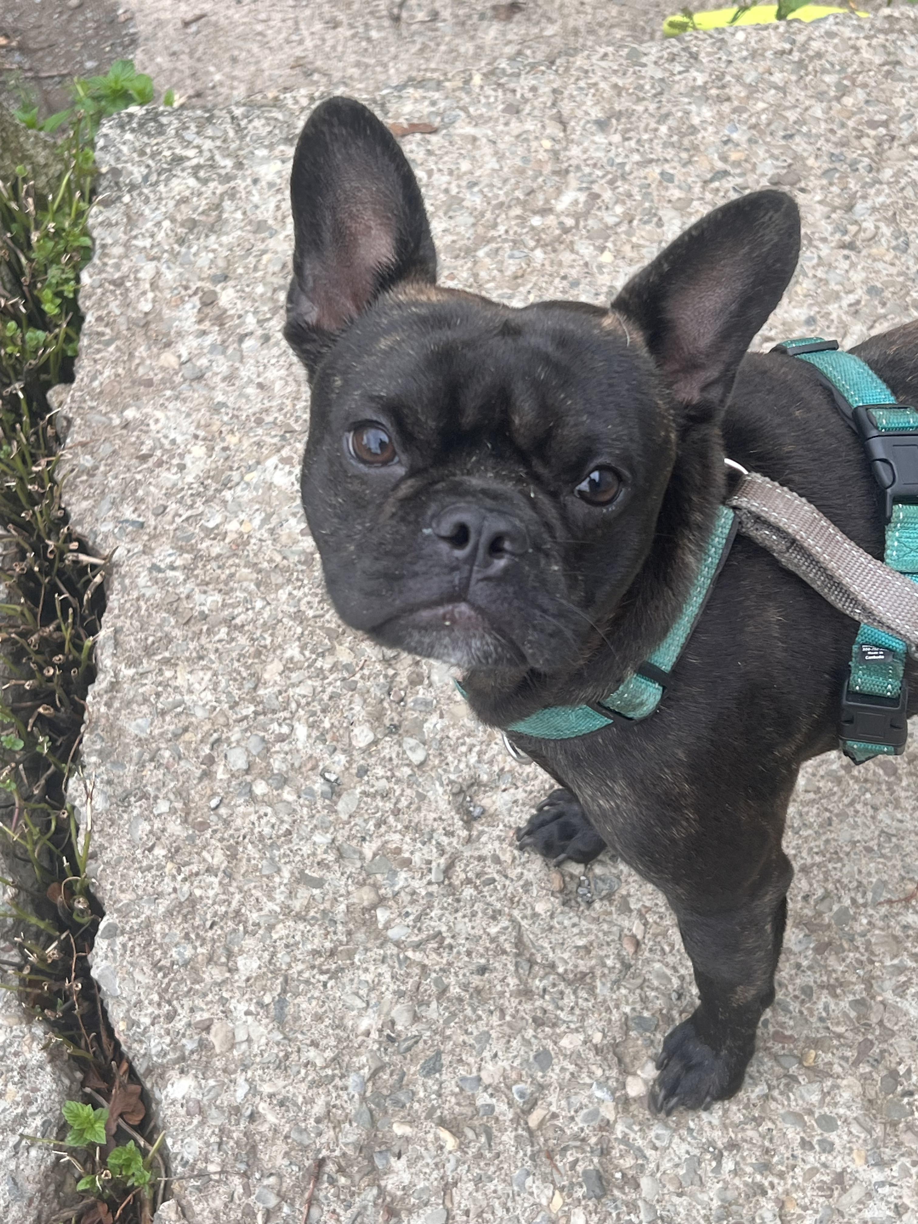 Enlarge Chip, a Adoptable French Bulldog in Rochester, NY image 2/3