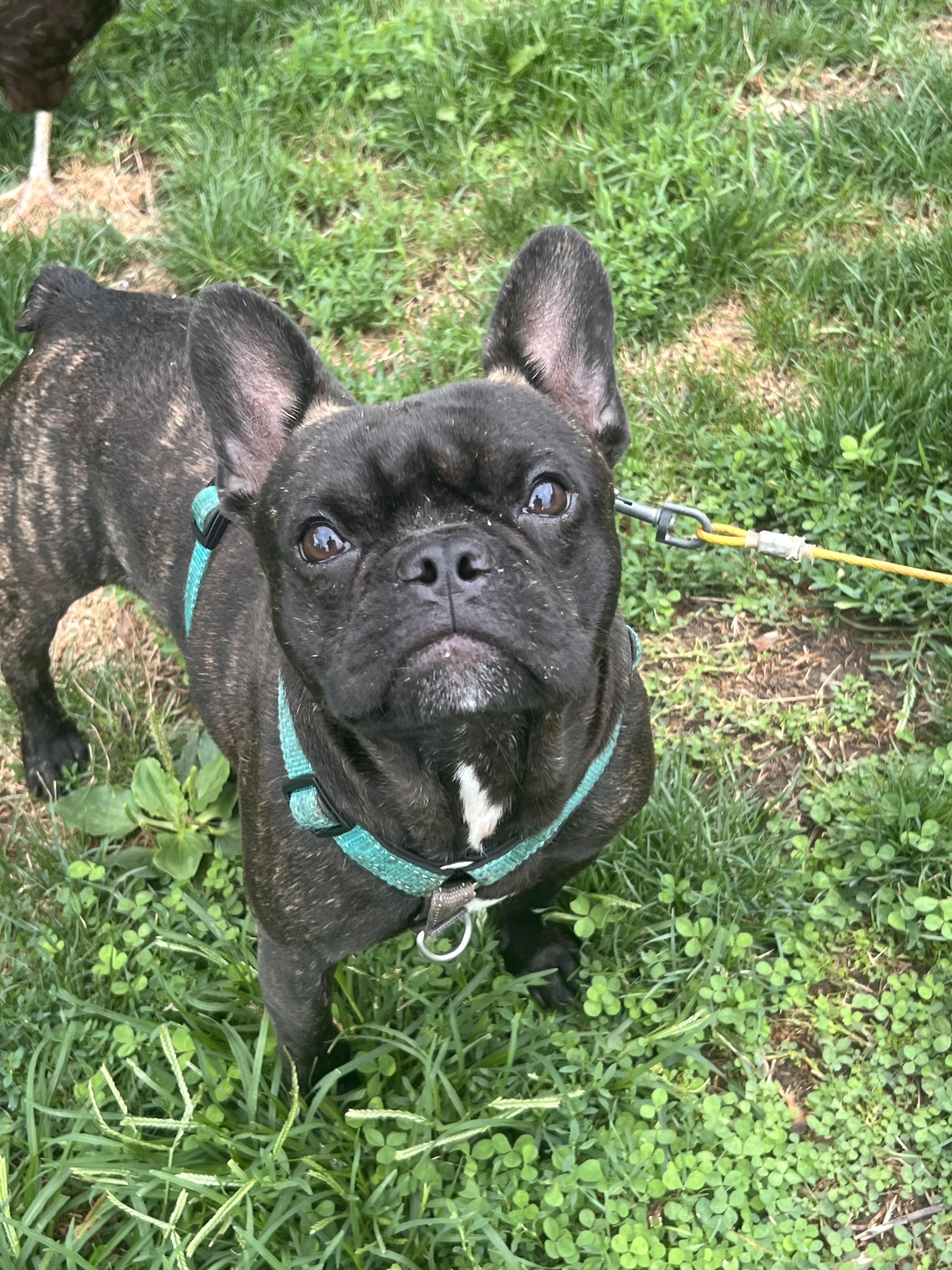 Enlarge Chip, a Adoptable French Bulldog in Rochester, NY image 3/3