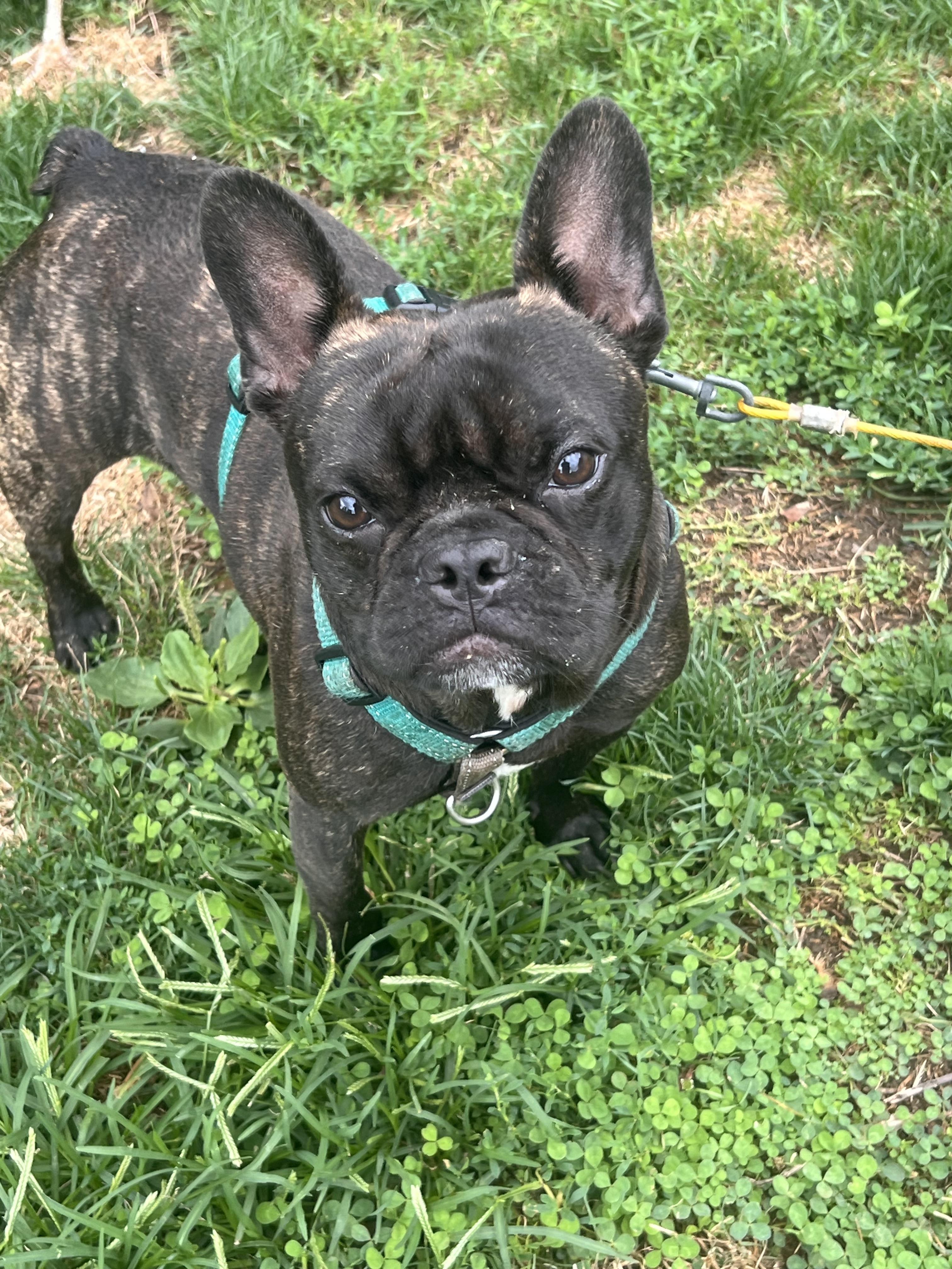 Enlarge Chip, a Adoptable French Bulldog in Rochester, NY image 1/3