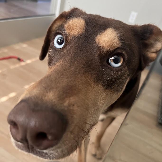 26-164, Adoptable, Puppy Female Doberman Pinscher & Mixed Breed.