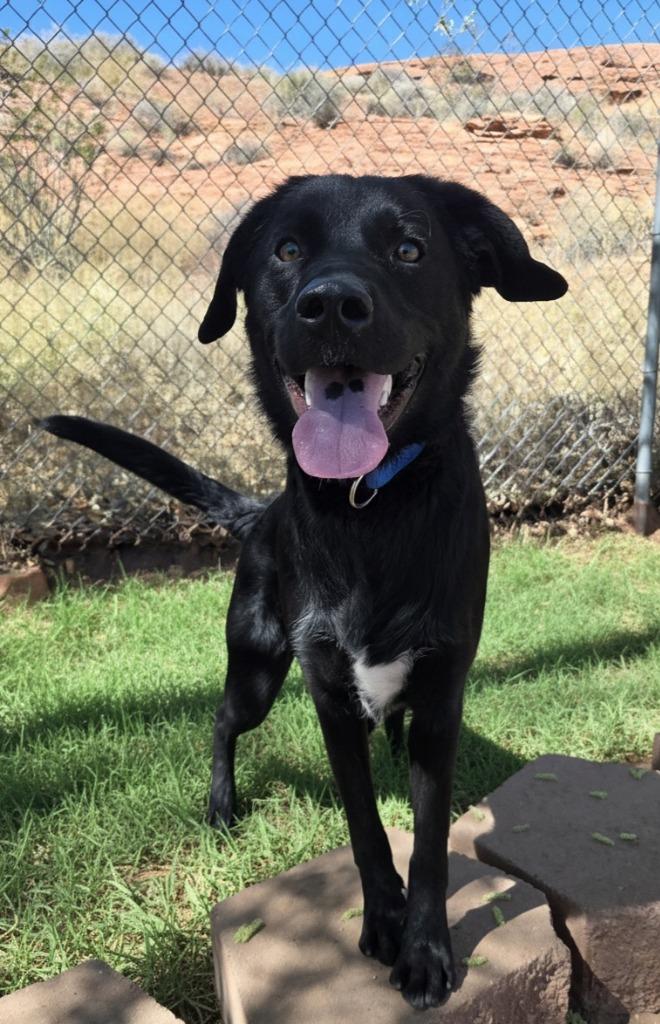 Enlarge Bentley, a ADOPTABLE mixed breed in Saint George, UT image 1/1
