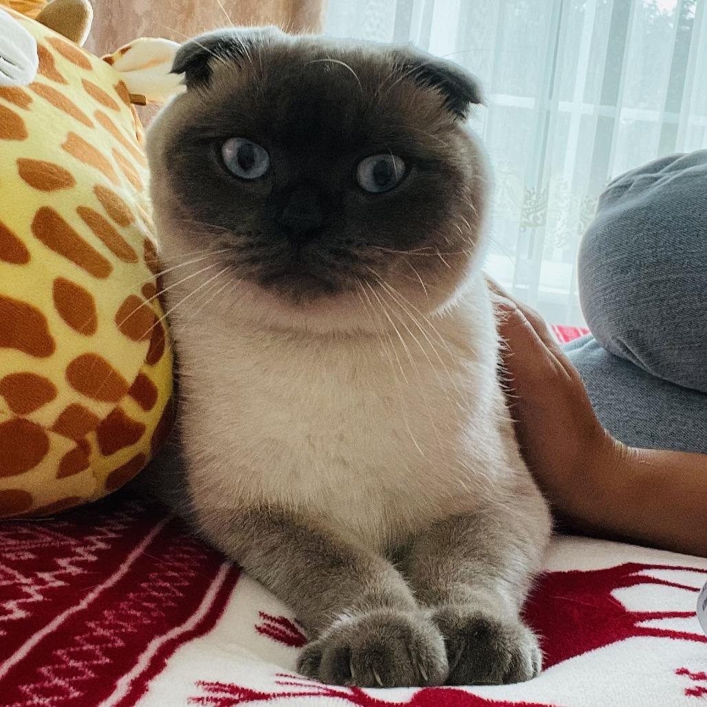 Enlarge Oxi, a Adoptable Scottish Fold in Naperville, IL image 1/2