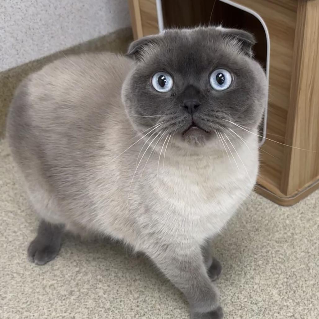 Enlarge Oxi, a Adoptable Scottish Fold in Naperville, IL image 2/2