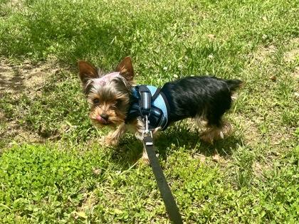 Lady, Young Female Yorkshire Terrier