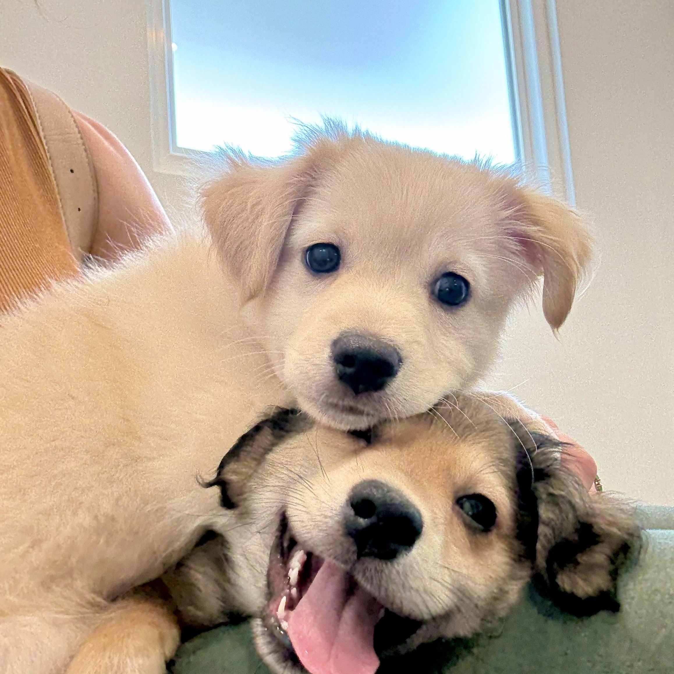 Enlarge Toffee, an adoptable mixed breed in Santa Monica, CA image 1/4